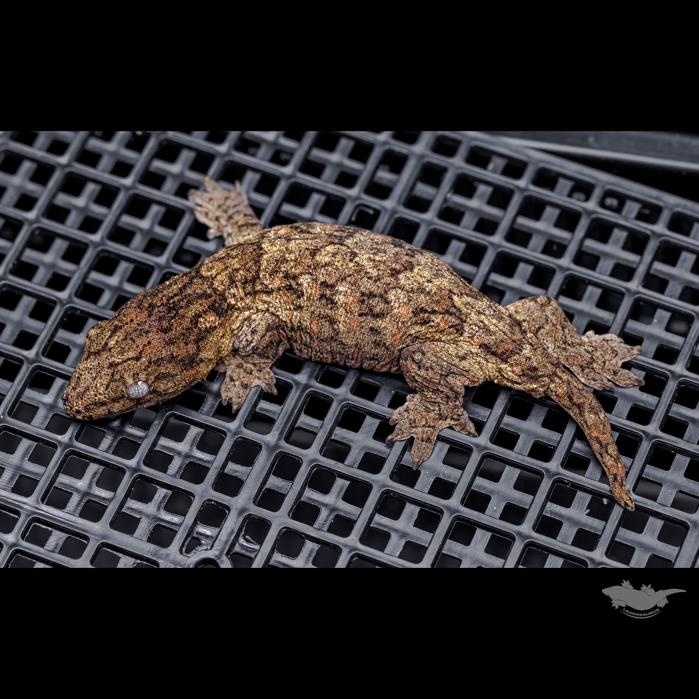 Brosse High color Canawa