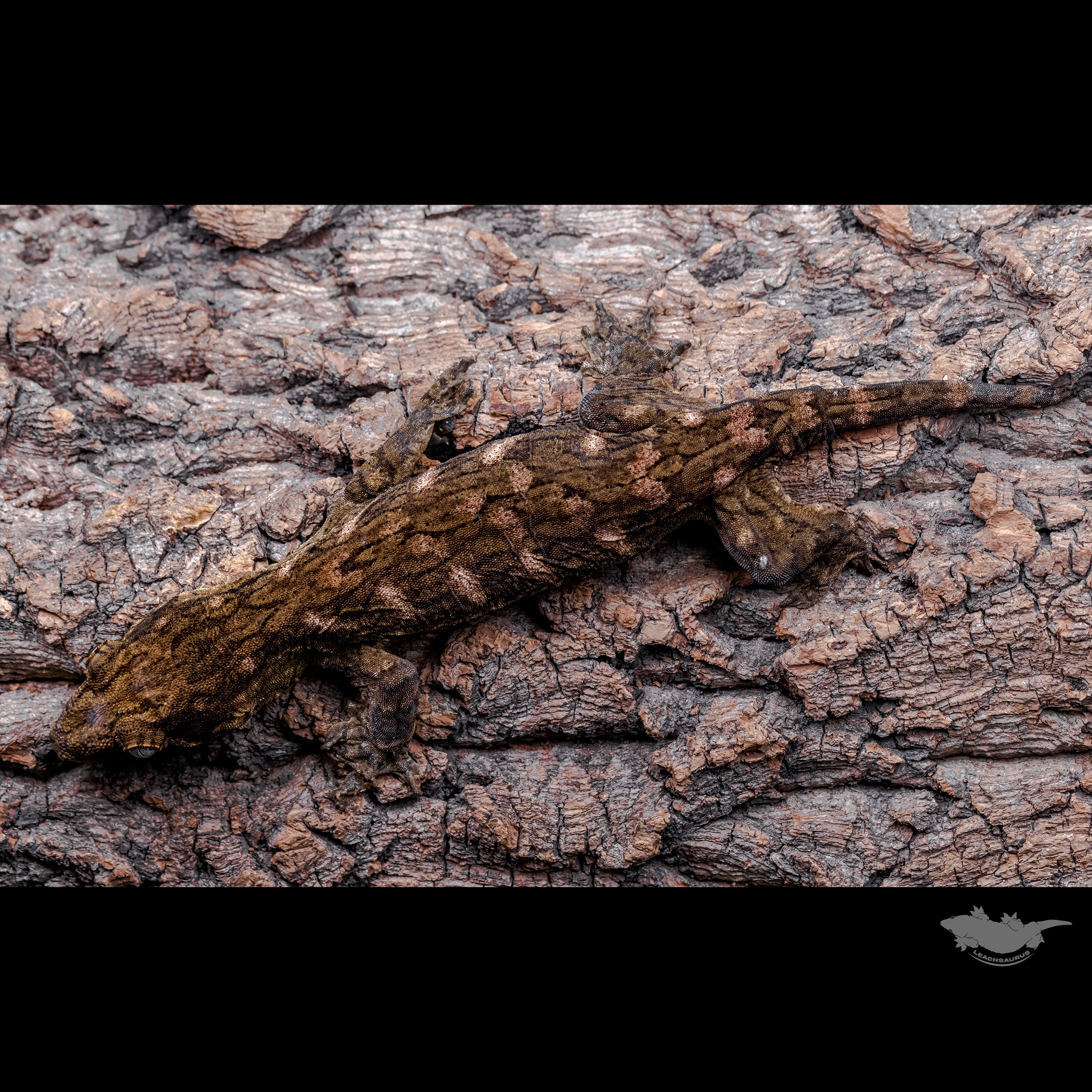 GT Koghis Red bar Friedel Het melanistic