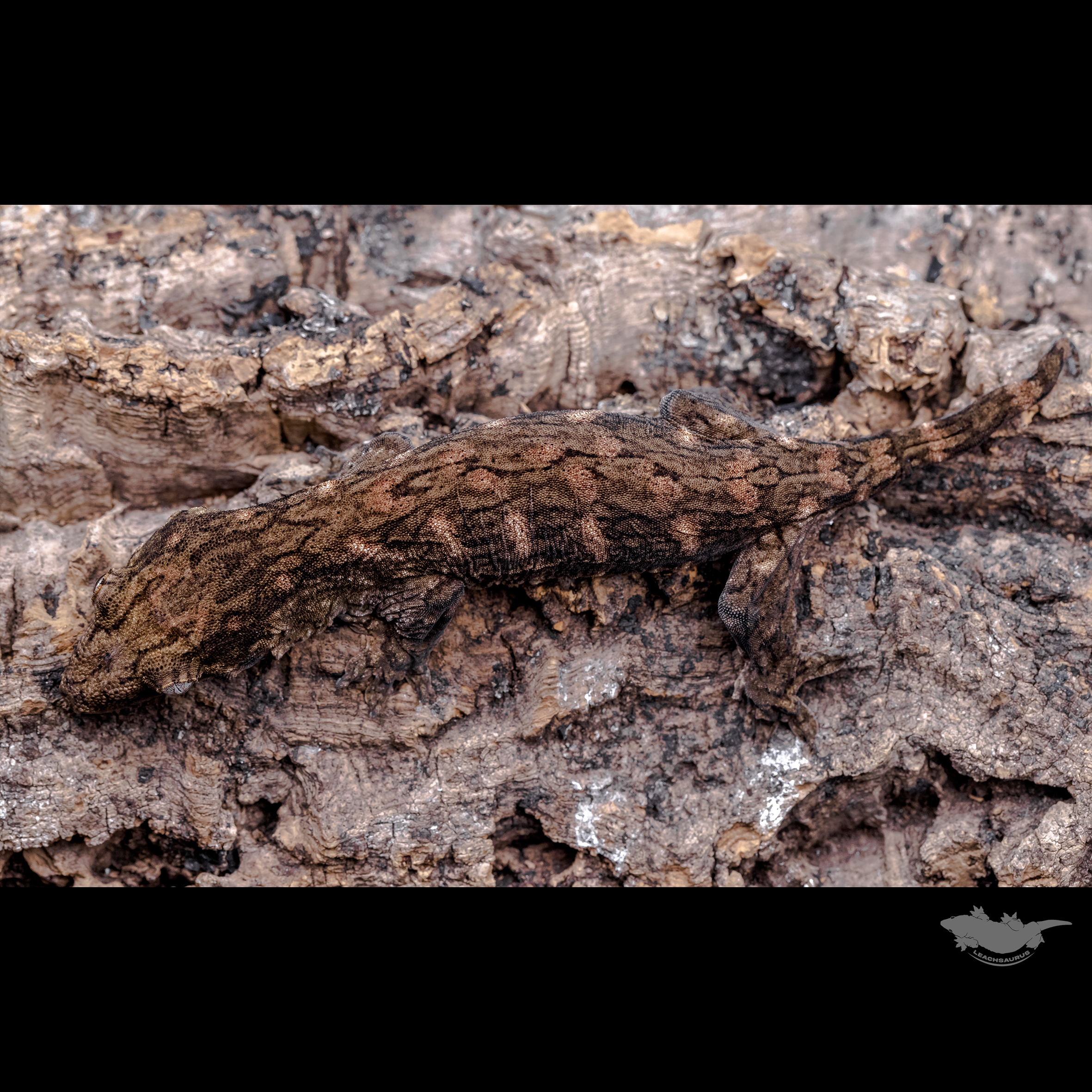 Friedel Koghis Red bar GT Het melanistic