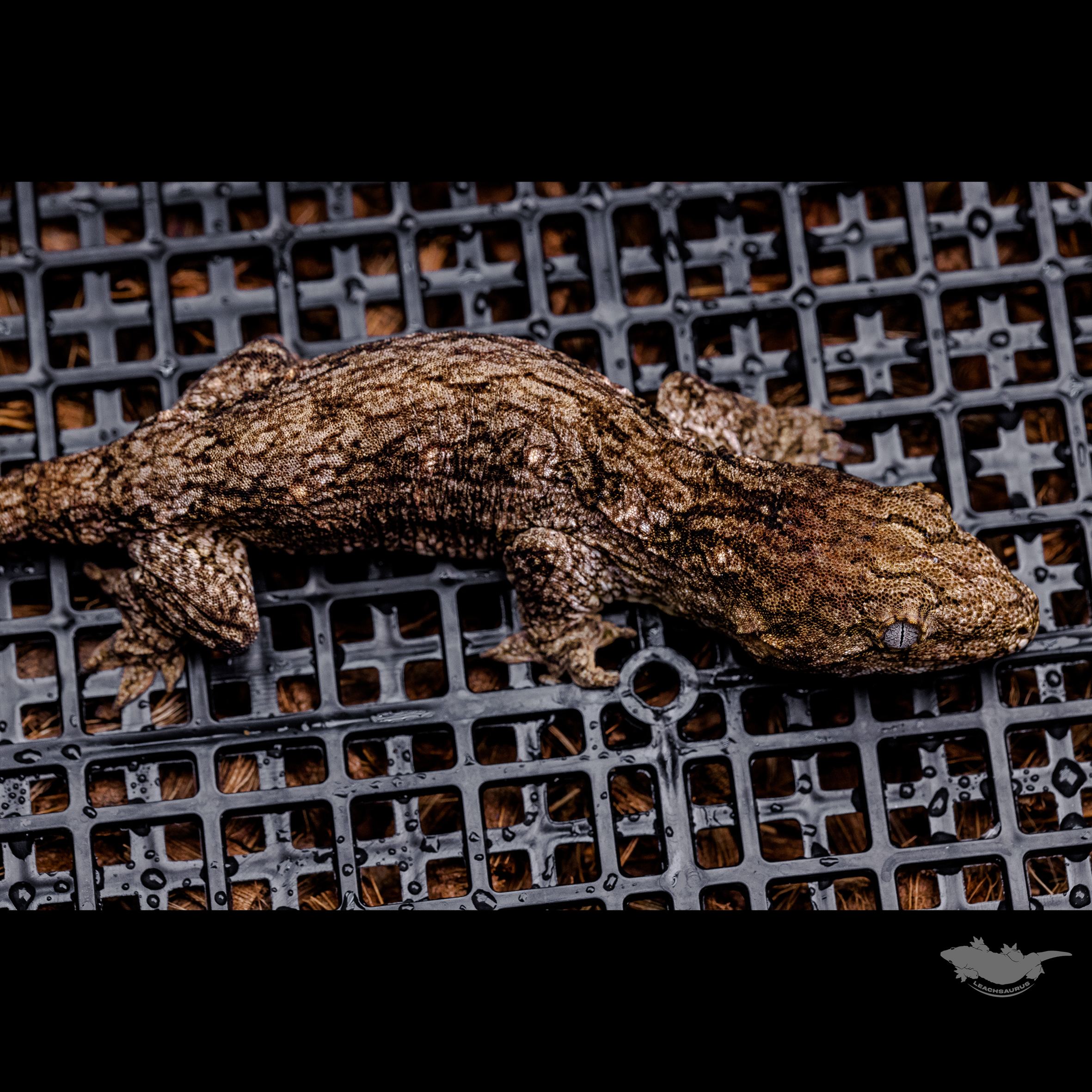 Friedel GT Dark Koghis Troeger