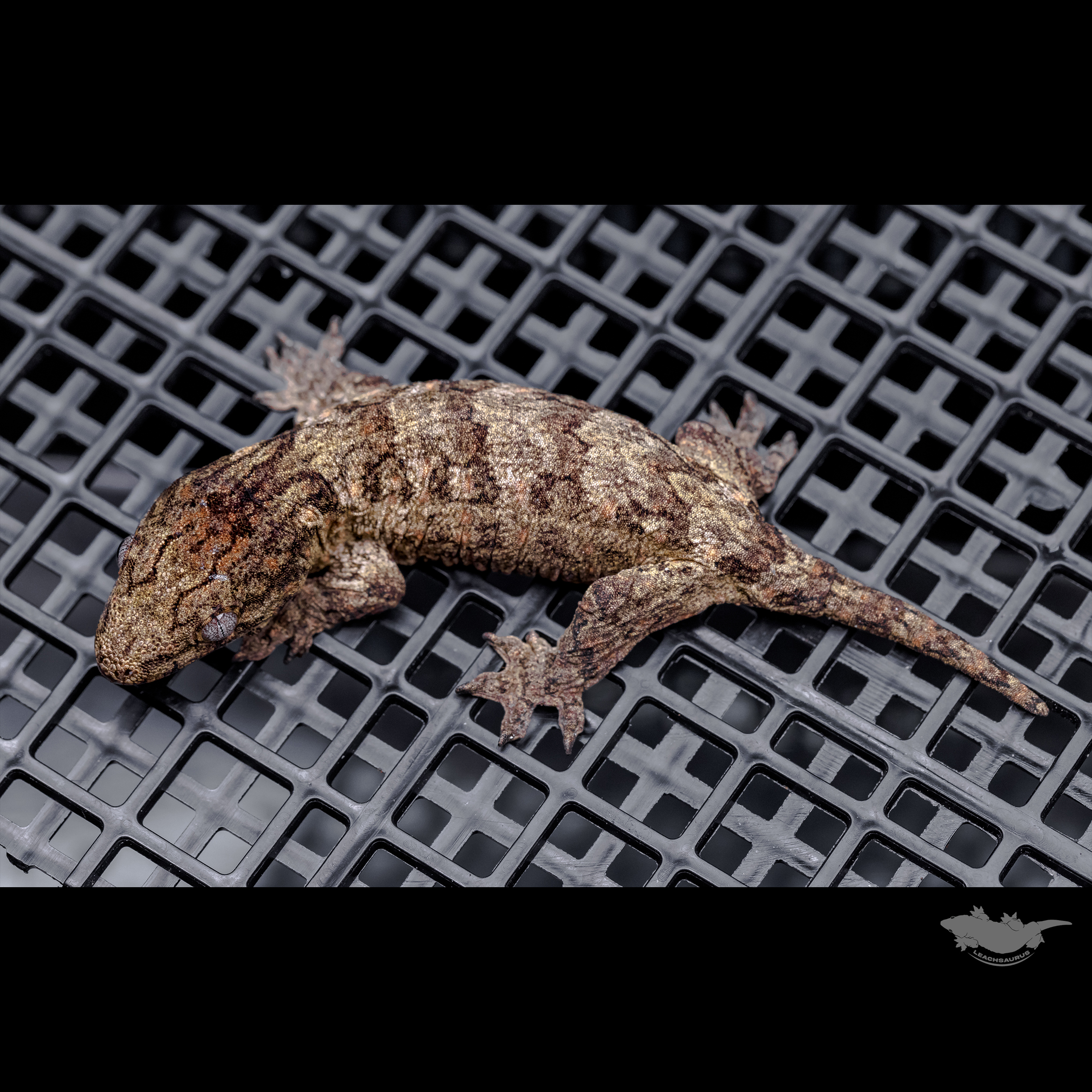 Canawa High color Brosse