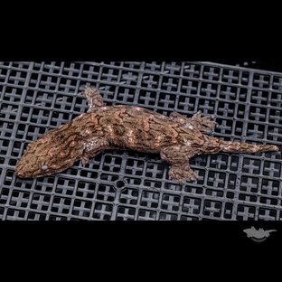 High color Brosse Canawa