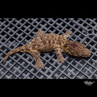 High color Brosse Canawa