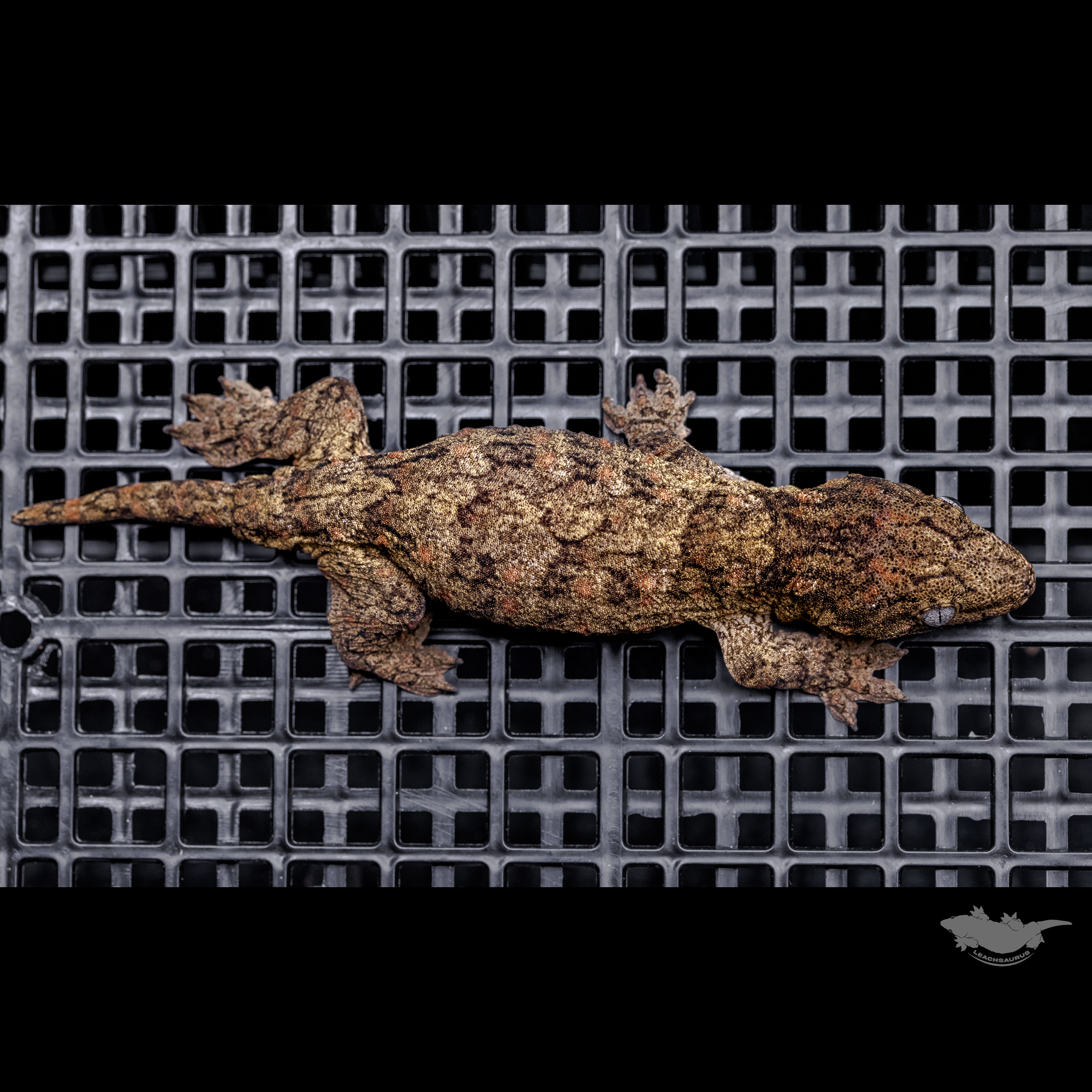 Brosse High color Canawa