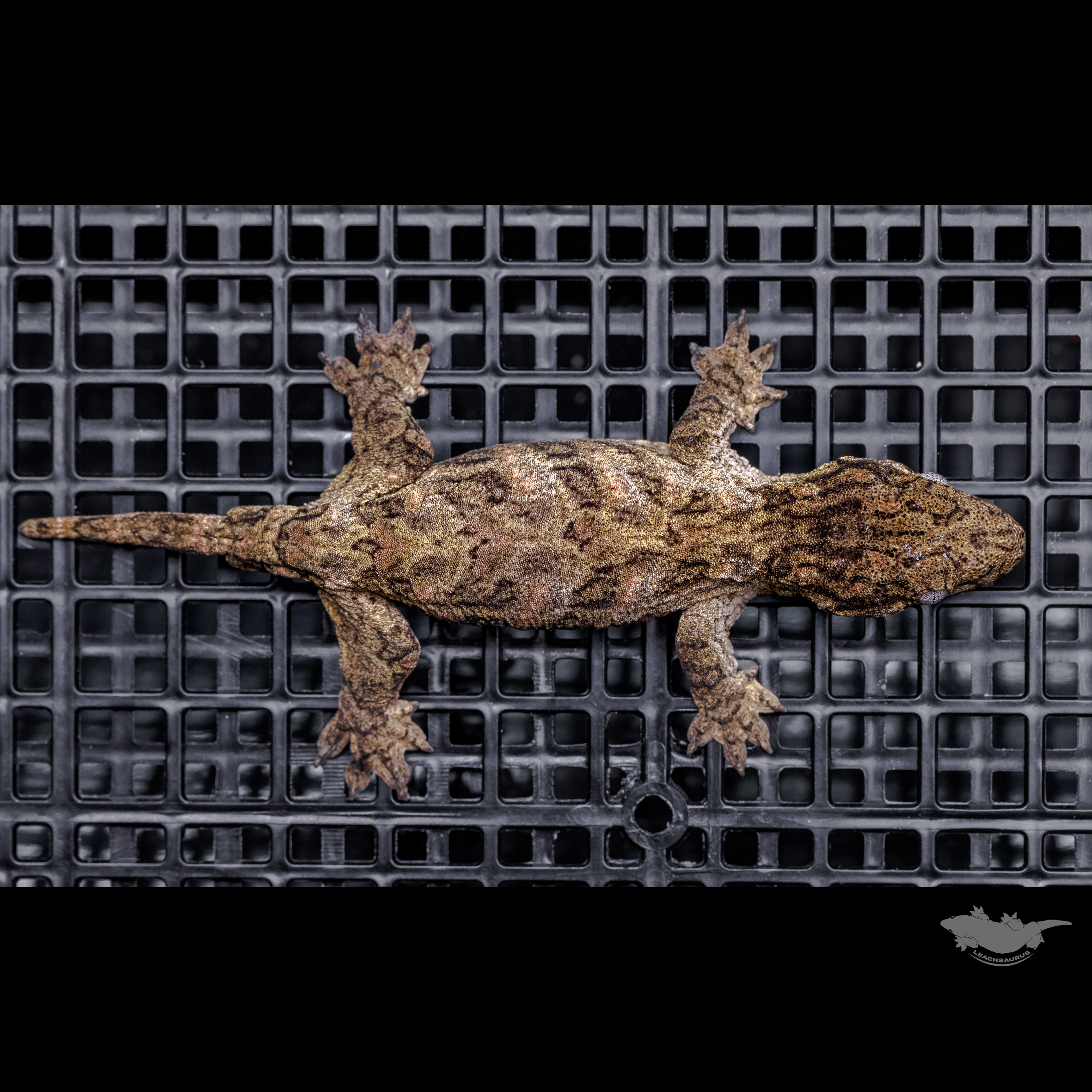 High color Brosse Canawa