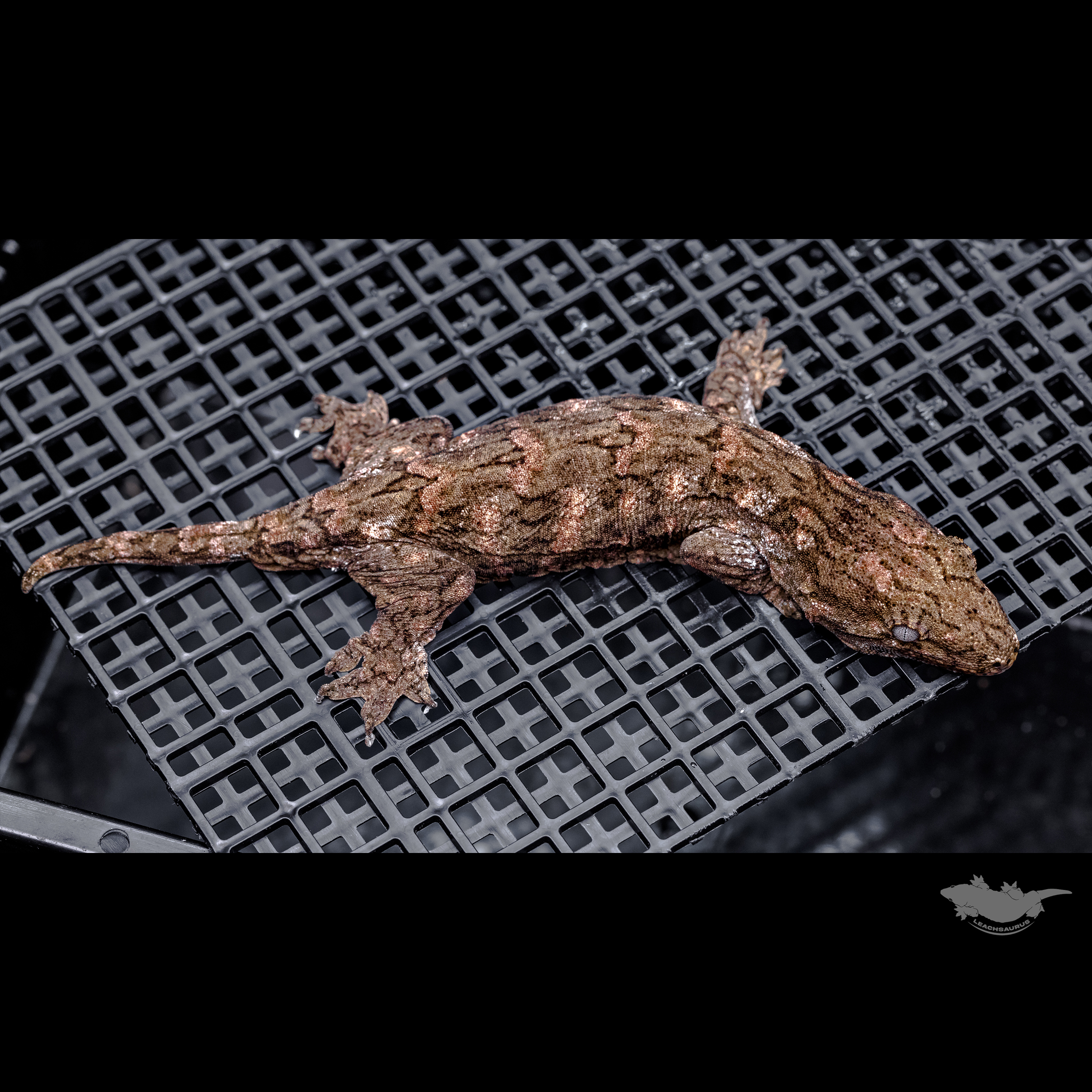 Canawa Brosse High color