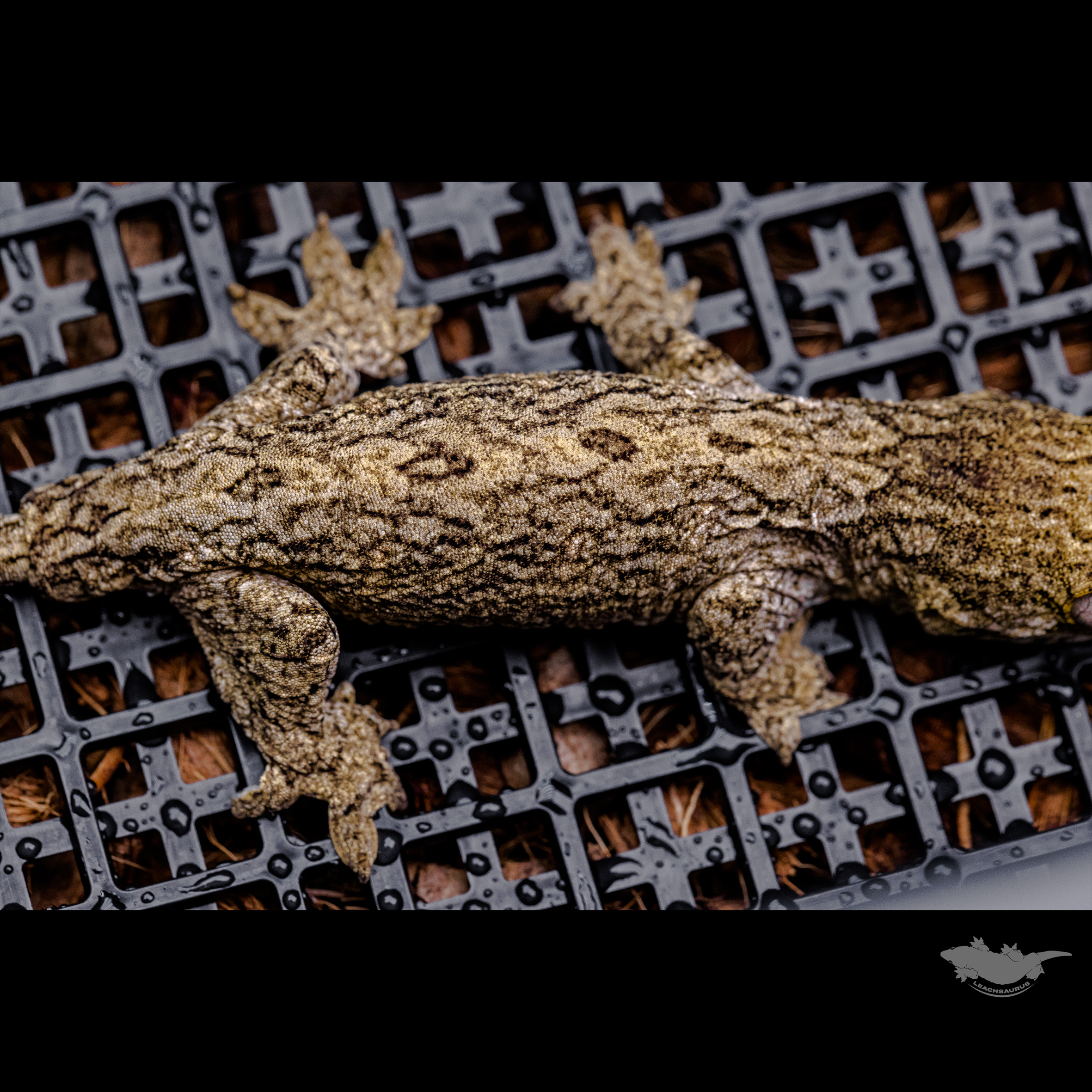 Friedel Troeger Dark Koghis GT