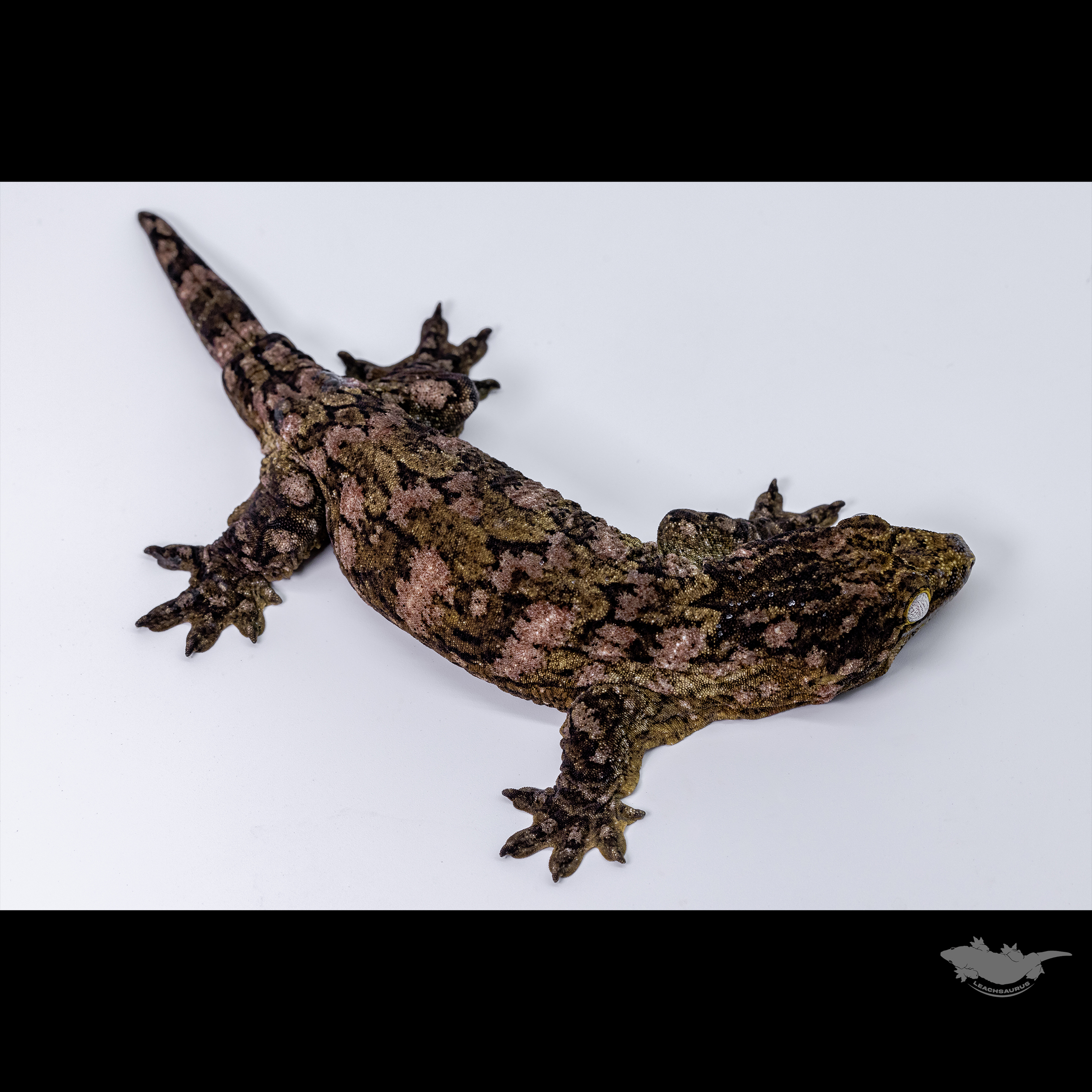 GTX Leapin Leachies Darth maul Het melanistic