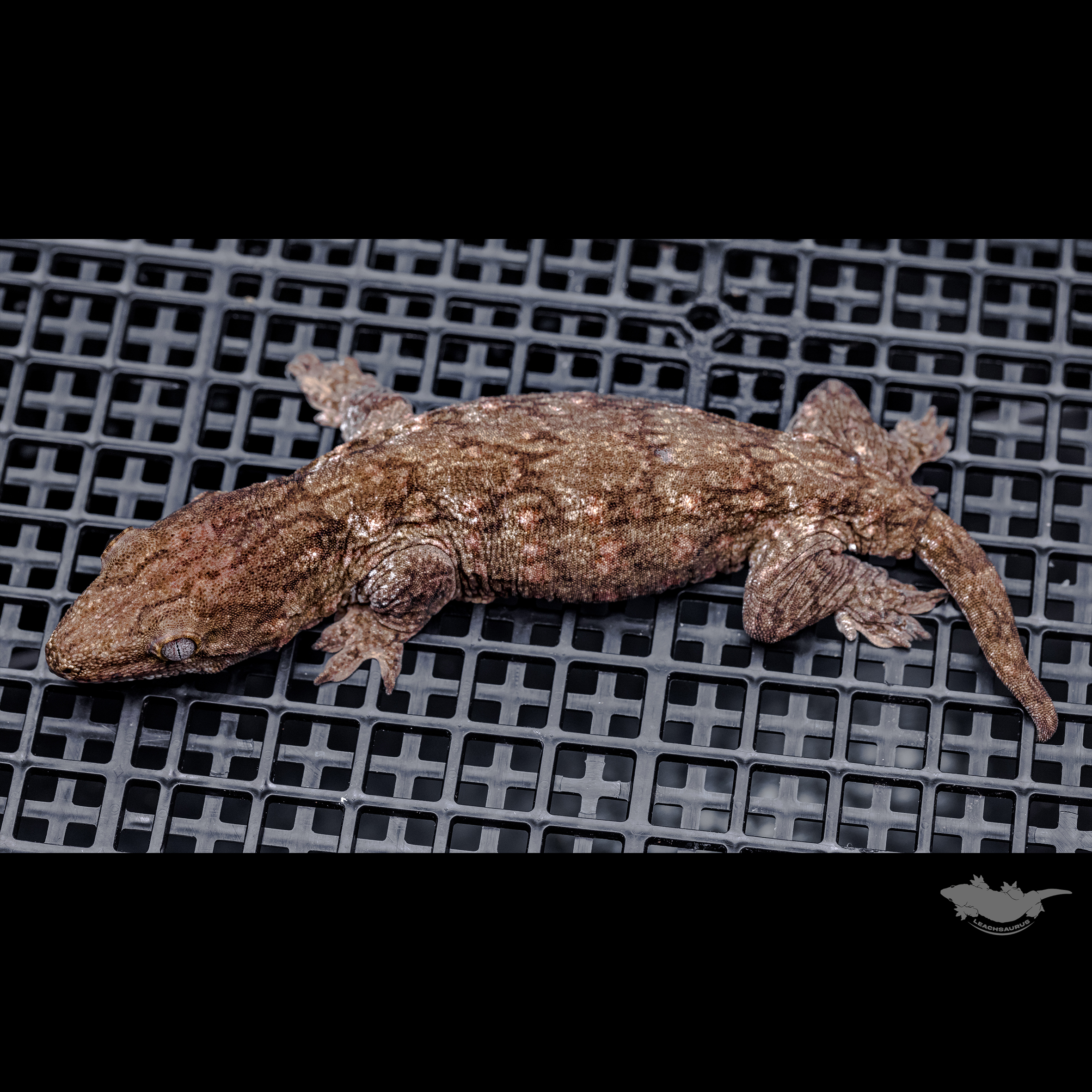 Darth maul Het melanistic Leapin Leachies