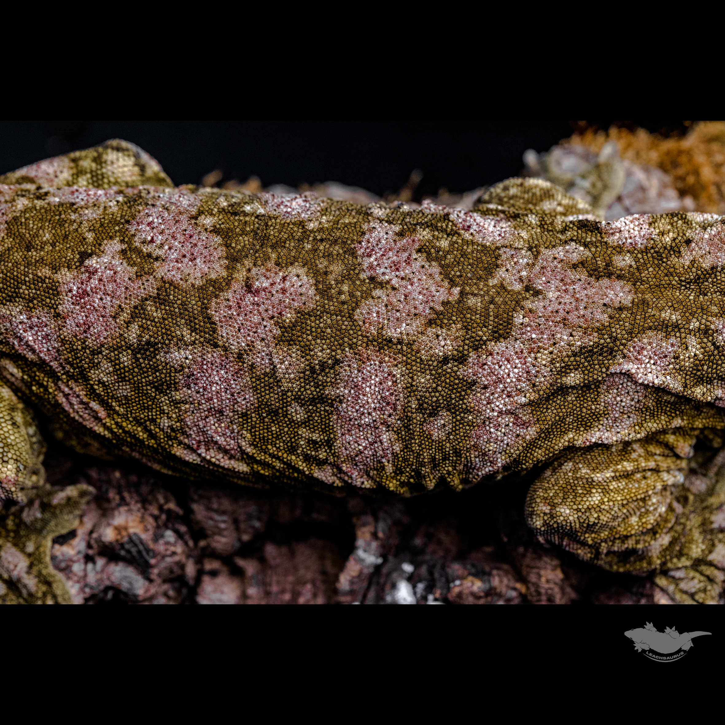 Brosse High color Leapin Leachies