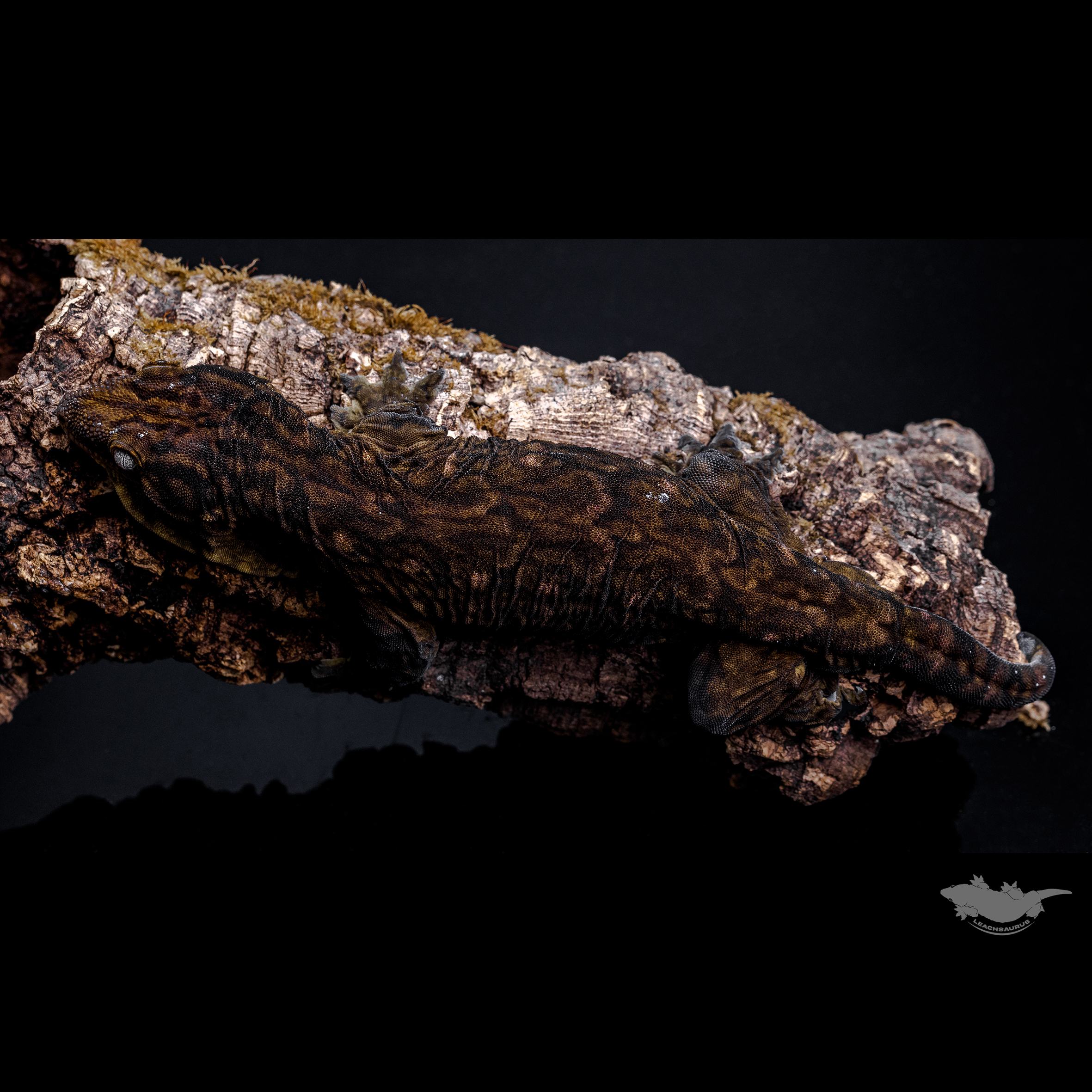 Darth maul Leapin Leachies Melanistic