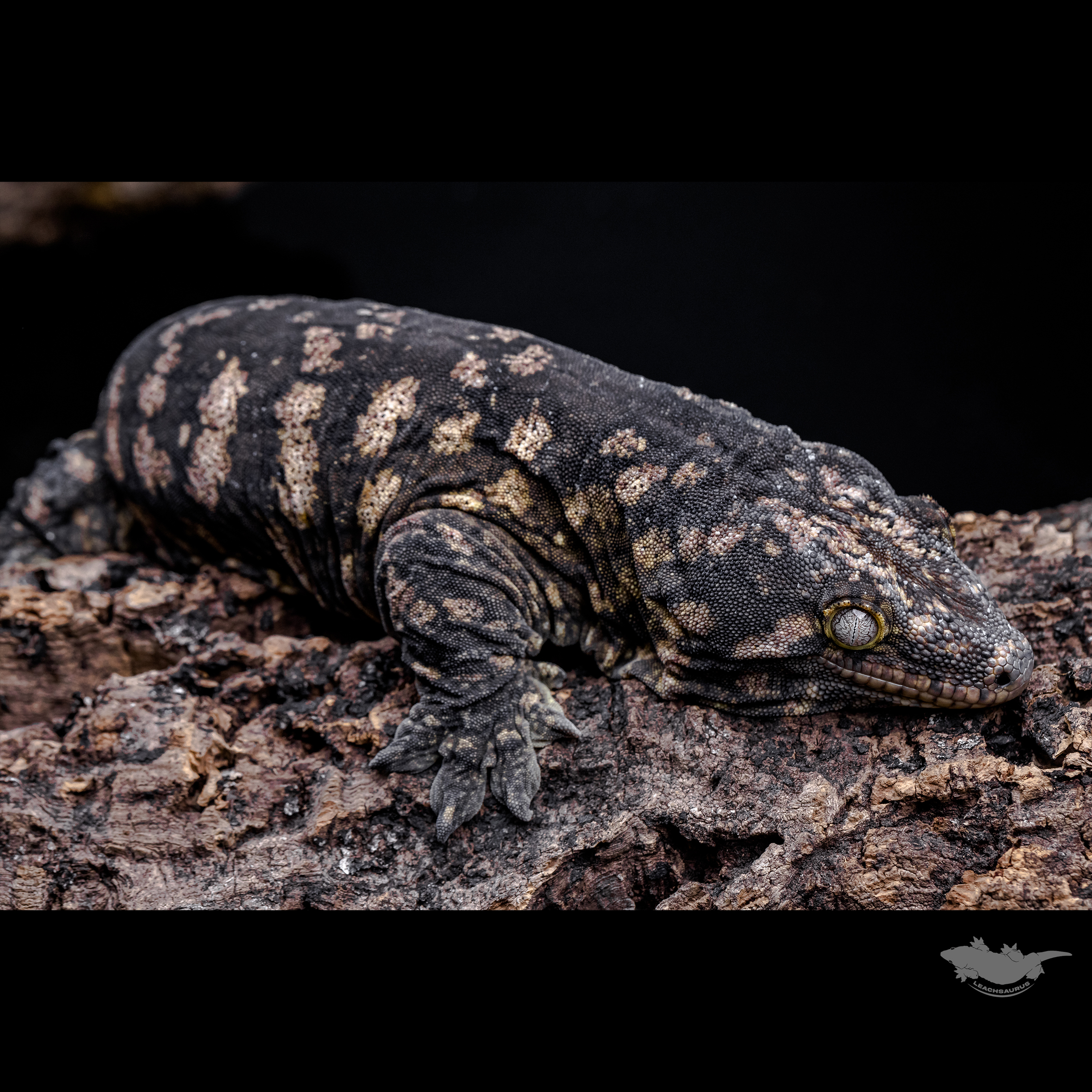 GT Dark Friedel Koghis