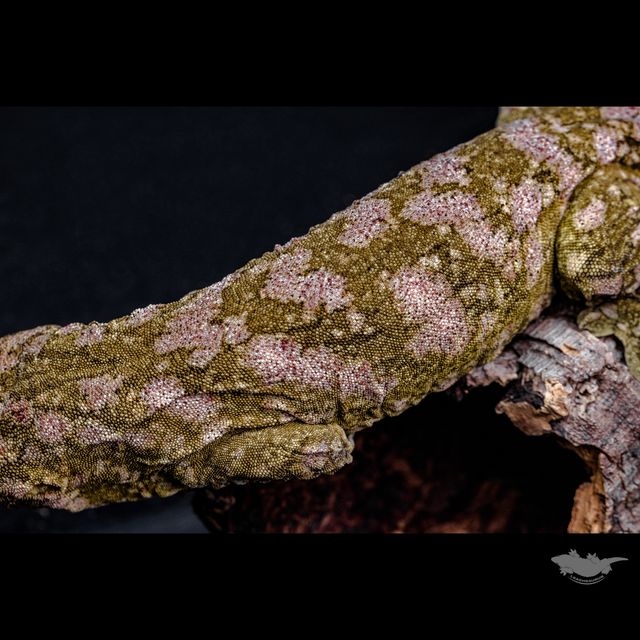 Brosse High color Leapin Leachies