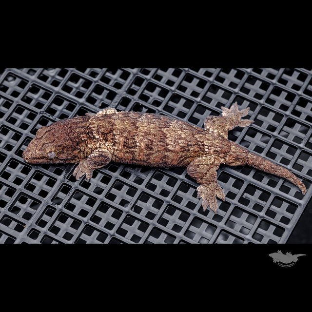 Darth maul Het melanistic Leapin Leachies