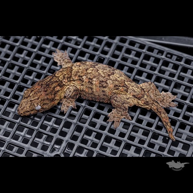 Brosse High color Canawa