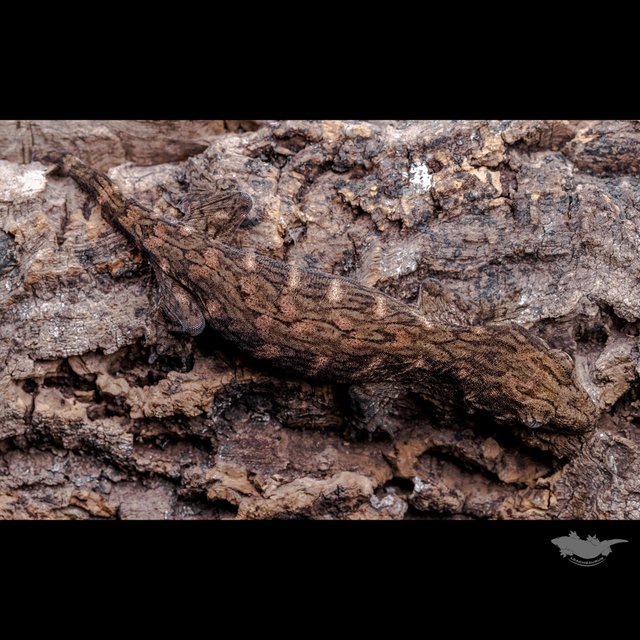 Friedel Koghis Red bar GT Het melanistic