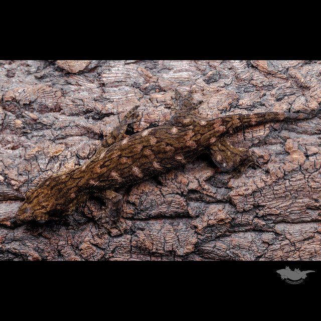 GT Koghis Red bar Friedel Het melanistic