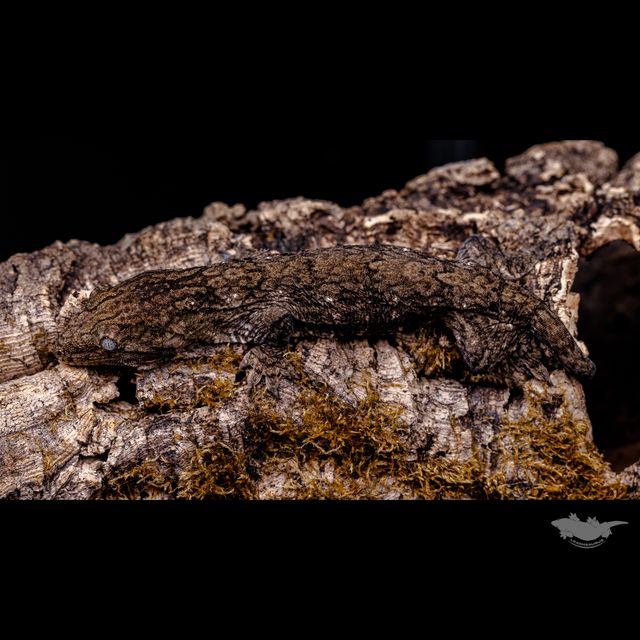 Dark Friedel Troeger GT Koghis