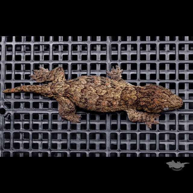 Brosse High color Canawa