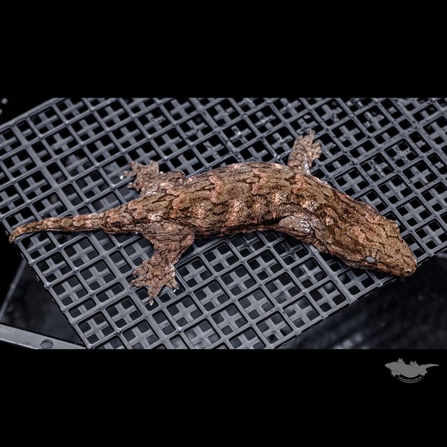 Canawa Brosse High color