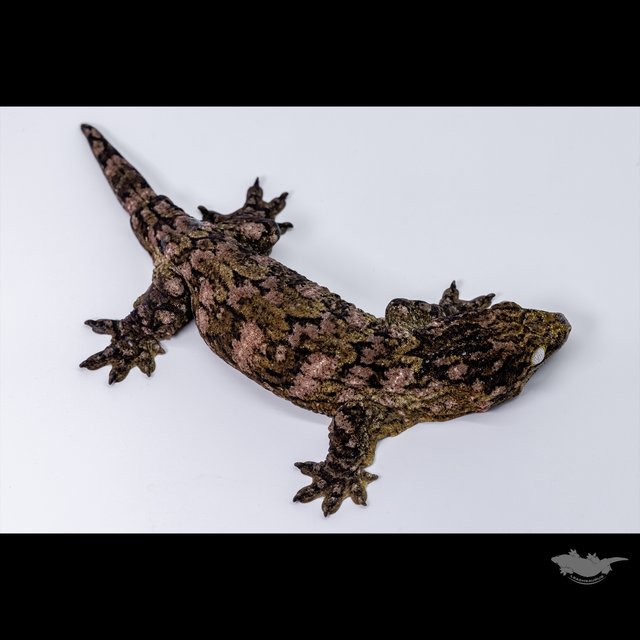 GTX Leapin Leachies Darth maul Het melanistic