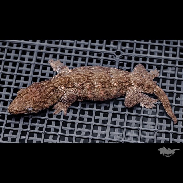 Darth maul Het melanistic Leapin Leachies