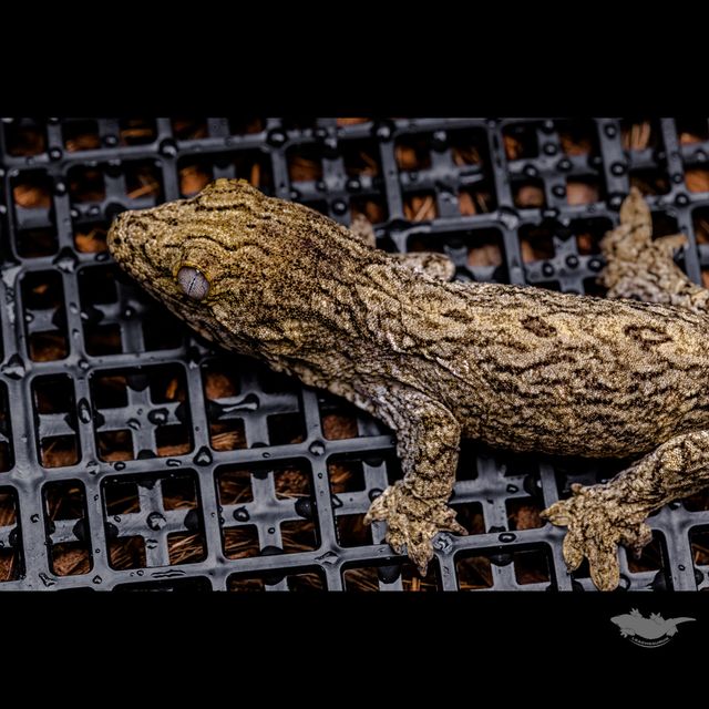 Friedel Troeger Dark Koghis GT