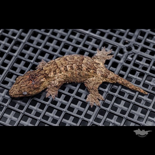 Brosse Canawa High color