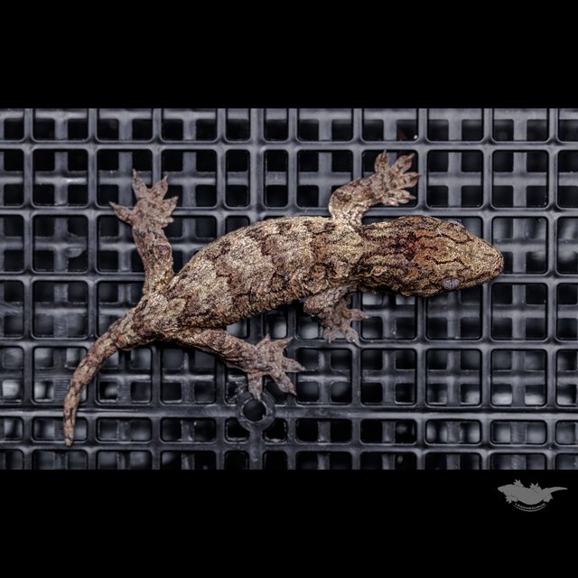 Canawa High color Brosse