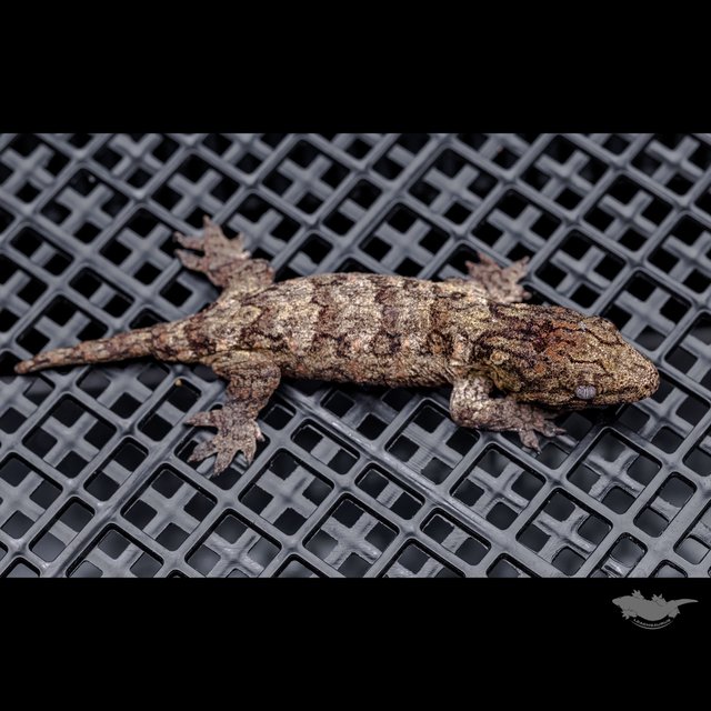 Canawa High color Brosse