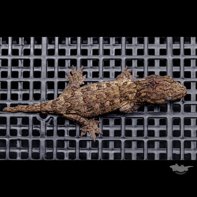 Brosse Canawa High color