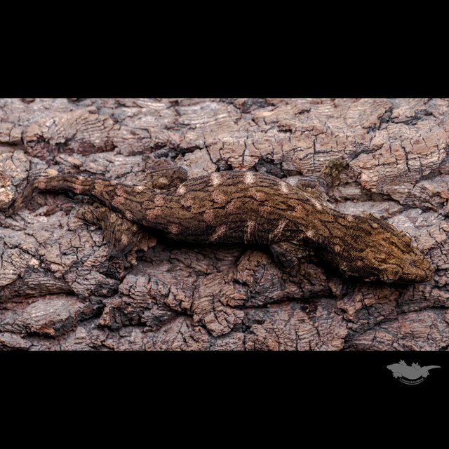 GT Koghis Red bar Friedel Het melanistic