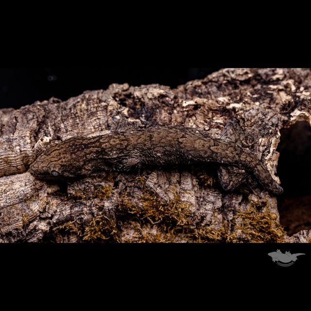 Dark Friedel Troeger GT Koghis