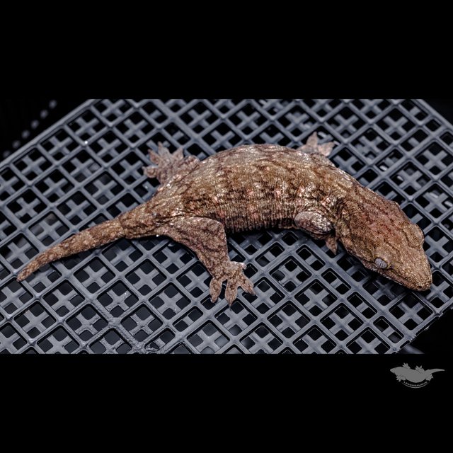 Darth maul Het melanistic Leapin Leachies