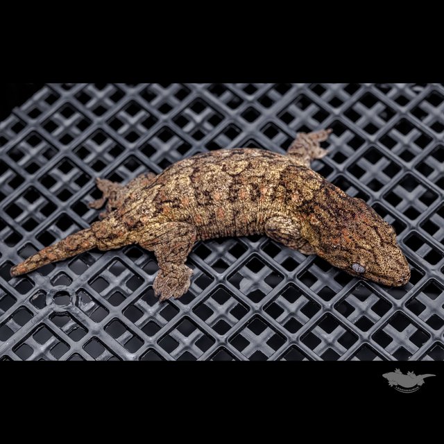 Brosse High color Canawa