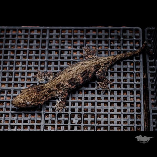 Koghis Dark Troeger GT