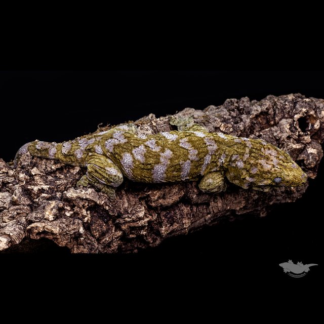 Het melanistic Friedel Koghis GT