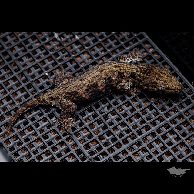 Koghis Dark Troeger GT