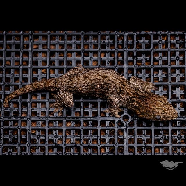 Friedel GT Dark Koghis Troeger