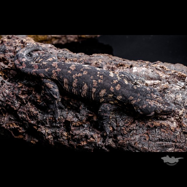 GT Dark Friedel Koghis