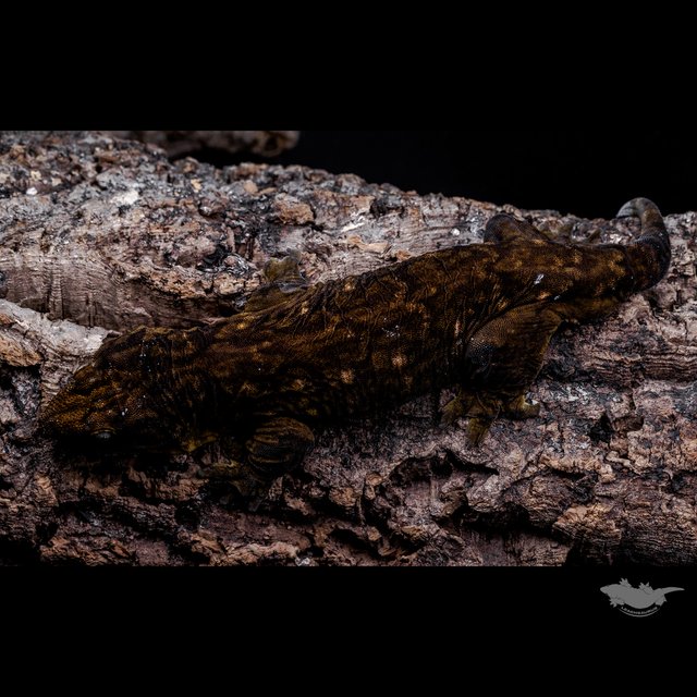 Darth maul Leapin Leachies Melanistic