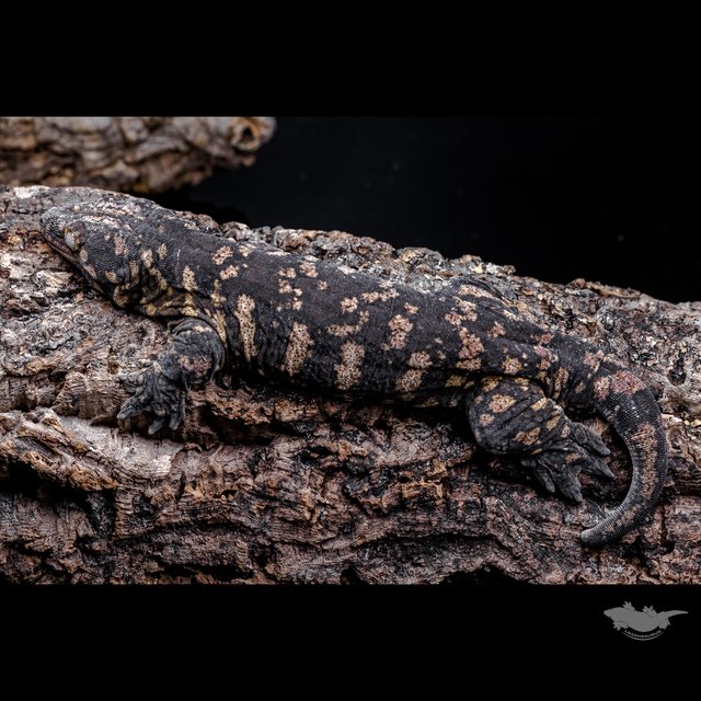 GT Dark Friedel Koghis