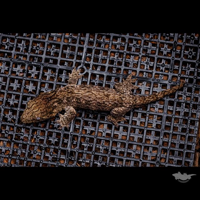 Friedel GT Dark Koghis Troeger