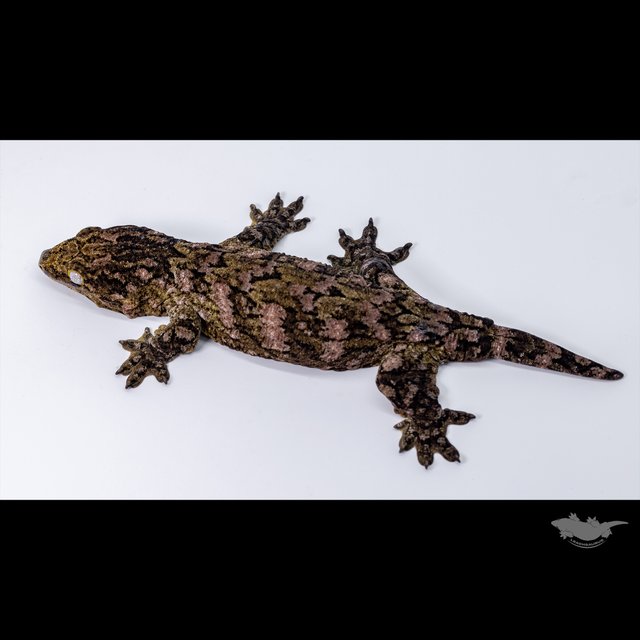 GTX Leapin Leachies Darth maul Het melanistic