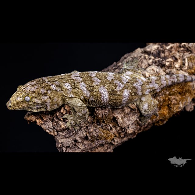 Het melanistic Friedel Koghis GT