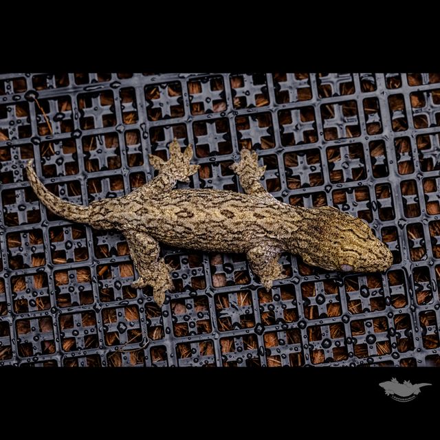 Friedel Troeger Dark Koghis GT