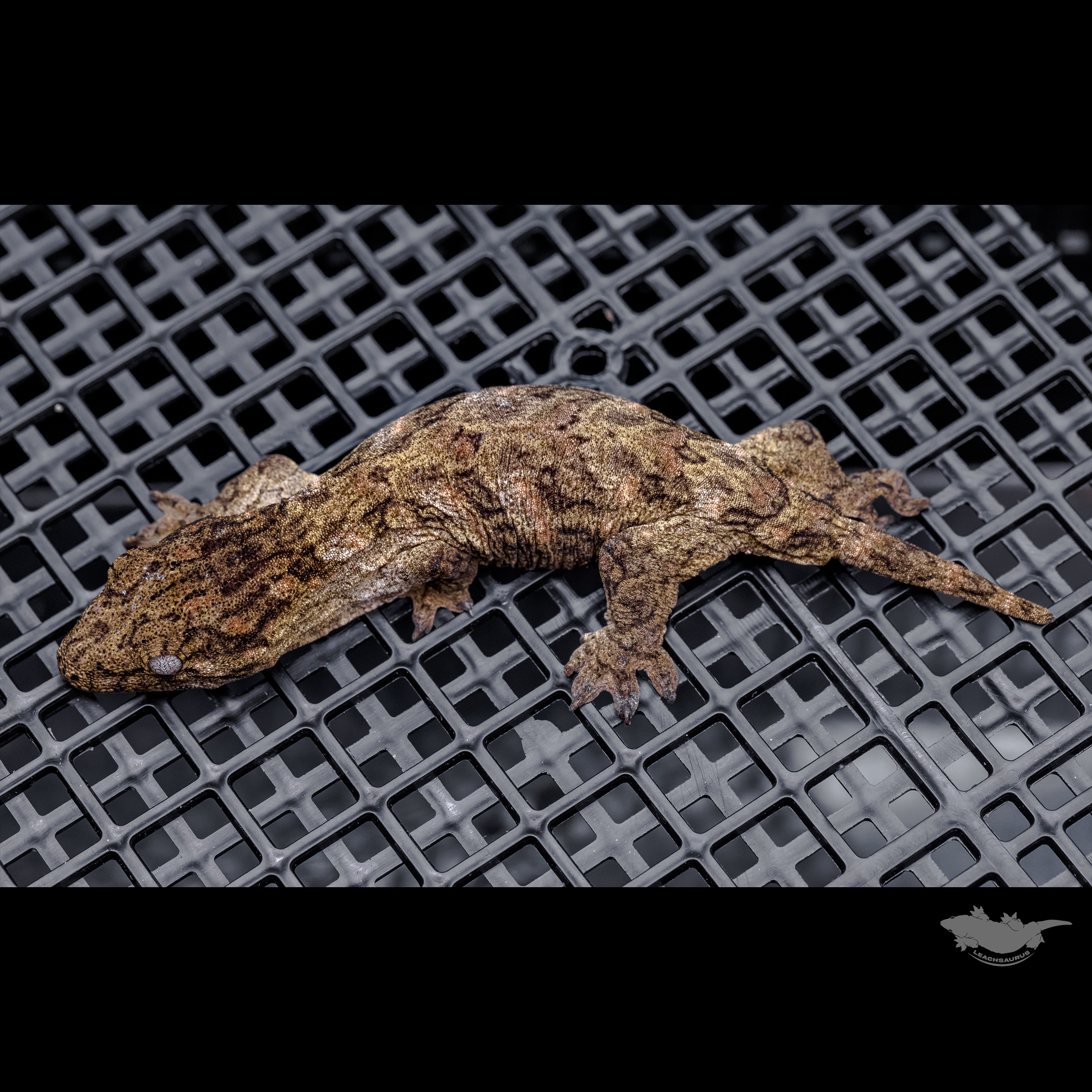 High color Brosse Canawa