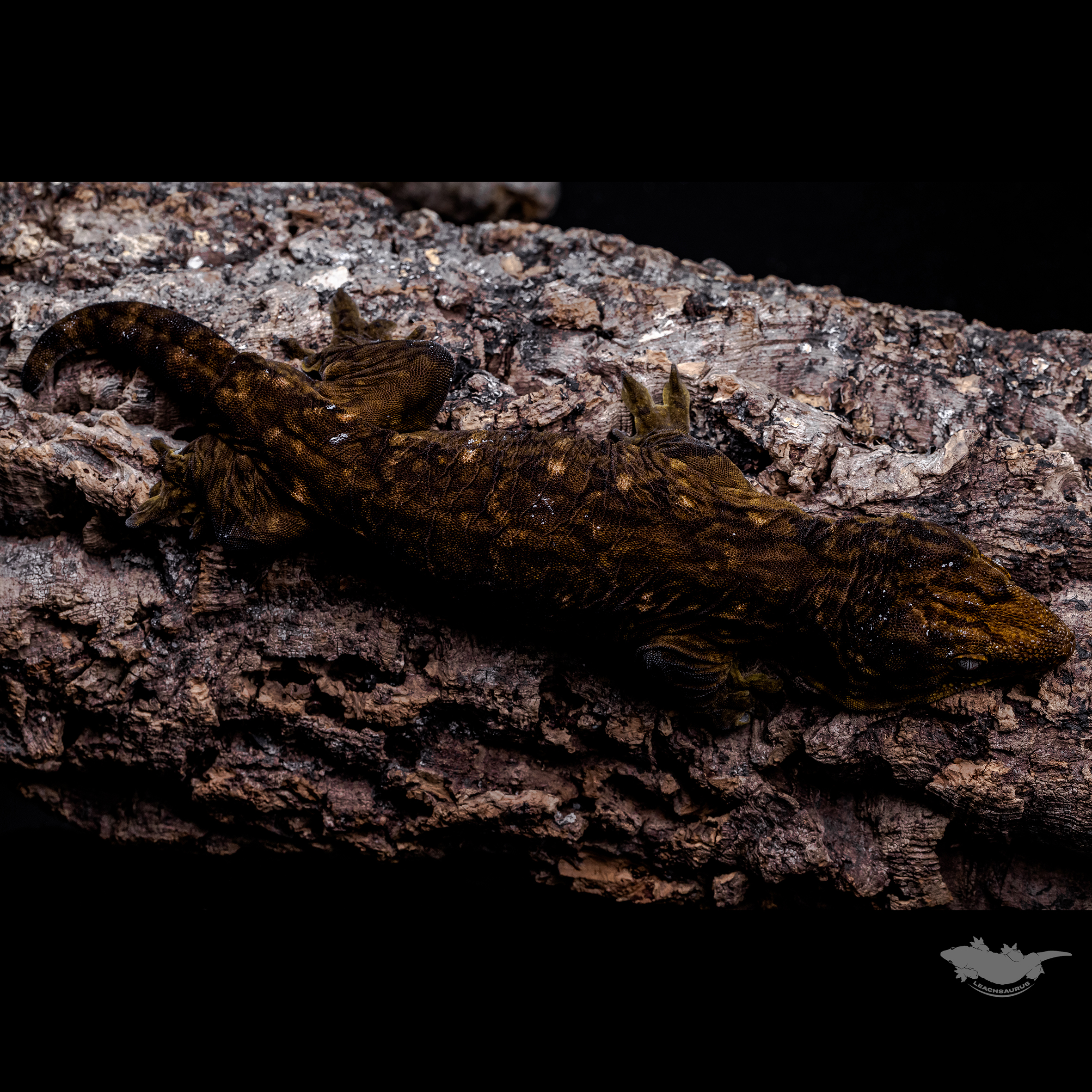 Darth maul Leapin Leachies Melanistic