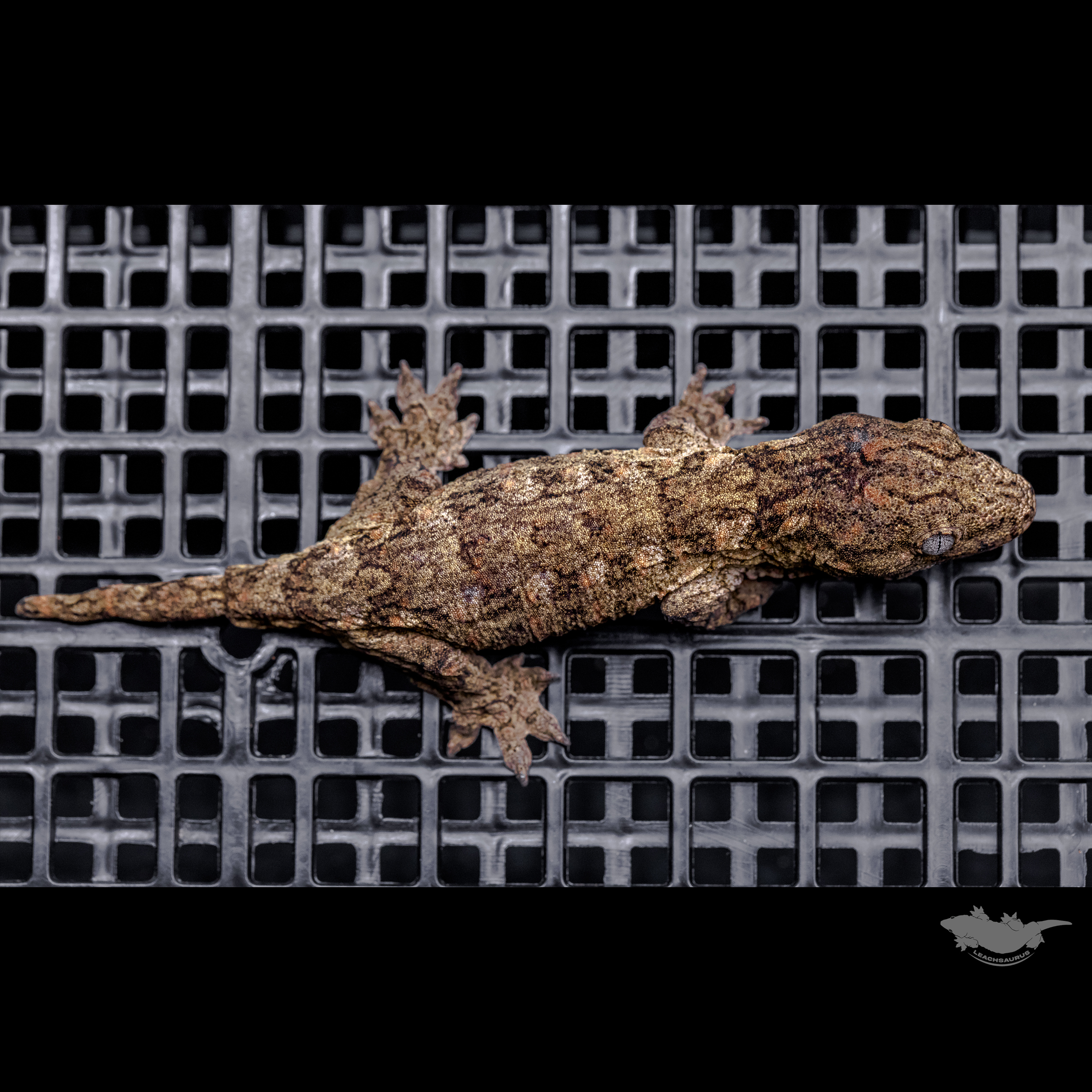 Brosse Canawa High color