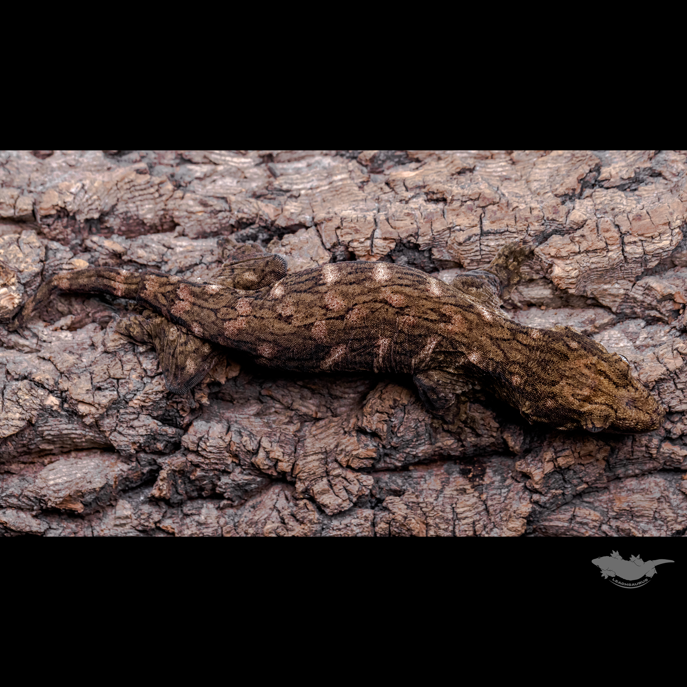 GT Koghis Red bar Friedel Het melanistic